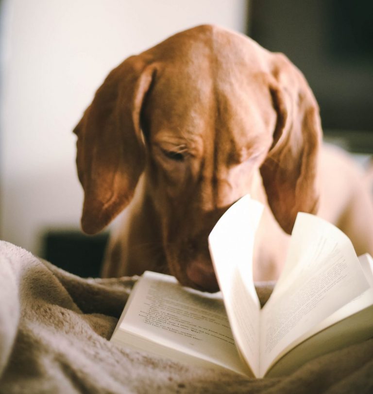 Forbes назвав 5 найбільш високооплачуваних письменників світу