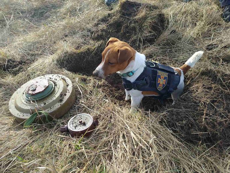 Школярів запрошують на онлайн-урок з мінної безпеки