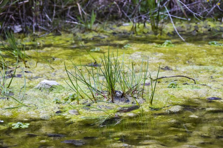 Полюбити й захистити…болота: дослідниця National Geografic мріє, щоб про них було у кожній школі
