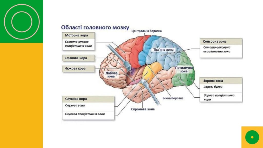 Вчителям: Що приховує мозок дитини, яка «не розуміє» математику?
