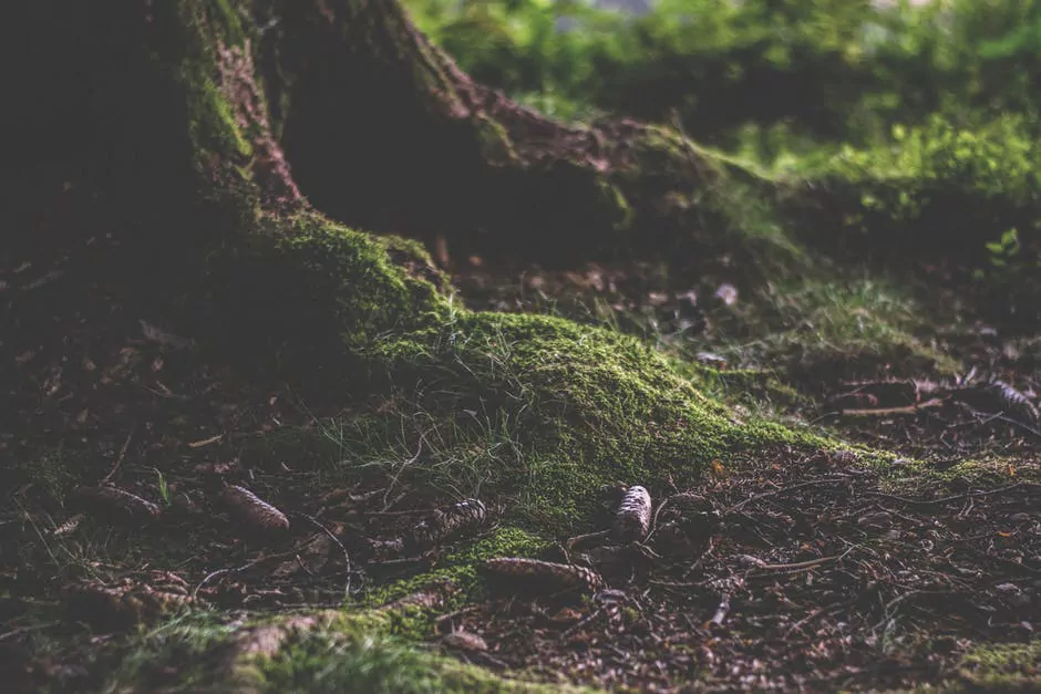 pexels-photo-167695