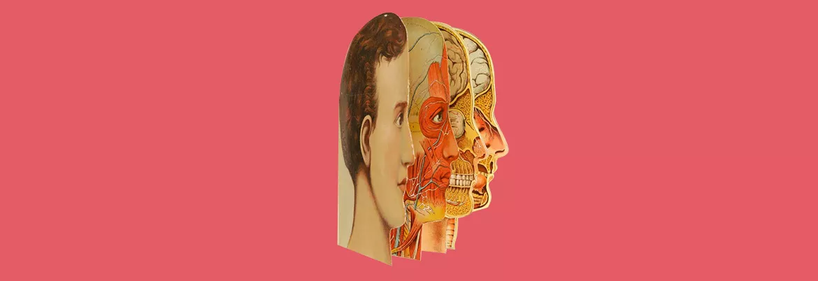 anatomy