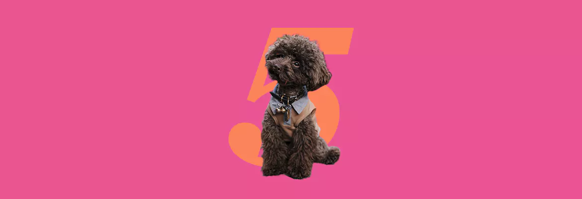 cover_puppy