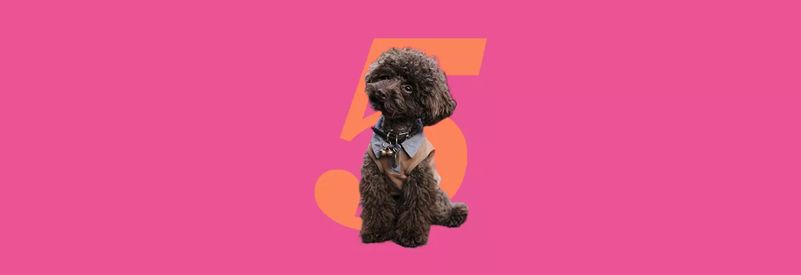 Вчителям: 5 варіантів уроків із залученням собак cover_puppy