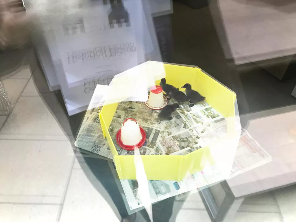 Вчителям: Освіта в Британії: які креативні ідеї варто запозичити українським школам